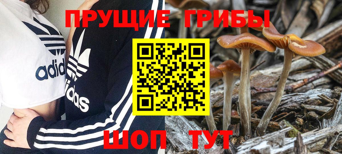 Котельники  Галлюциногенные грибы MAGIC MUSHROOMS  Вход с VPN  Галлюциногенные грибы Magic Shrooms 